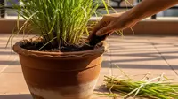 Cara Menanam Sereh di Pot agar Rimbun dan Subur di Rumah, Ikuti 8 Langkah Mudah Ini