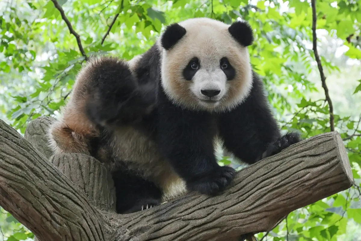 Giant Panda