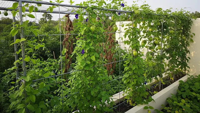 Ide Kebun Sayur Rambat di Atap Rumah Biar Lahan Sempit Tetap Produktif