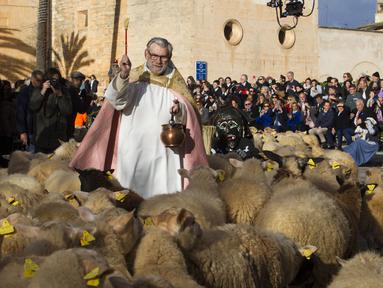 Seorang pendeta memberkati kawanan domba selama upacara tradisional 'Beneides' untuk memberkati hewan yang menandai hari Santo Antonius, santo pelindung hewan, di Muro, di pulau Balearic Spanyol, Selasa (17/1/2023). Pemilik hewan peliharaan berbaris di sekitar Gereja menunggu giliran pastur memercikkan air suci pada hewan mereka. (JAIME REINA / AFP)