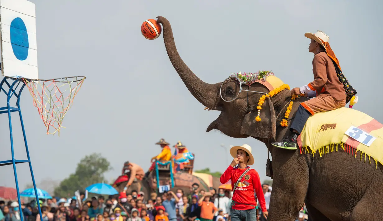 Seekor gajah bermain basket di Festival Gajah 2020 yang digelar di Provinsi Xayaboury, Laos utara, pada 22 Februari 2020. Festival tahunan yang kali ini berlangsung dari 22 Februari hingga 28 Februari tersebut telah diadakan sejak 2007 di Provinsi Xayaboury. (Xinhua/Kaikeo Saiyasane)