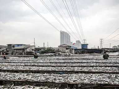Pekerja menjemur ikan saat proses pengasinan di kawasan Muara Angke, Jakarta, Senin (26/12/2022). Nelayan mengaku produksi ikan asin di muara angke mengalami penurunan, disebabkan terhambatnya proses pengeringan di musim hujan. (Liputan6.com/Faizal Fanani)