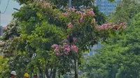 Bunga Tabebuya (Foto: Instagram Dinas Perhubungan Pemkot Surabaya)