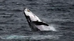 Seekor paus Bungkuk yang memiliki ciri-ciri sirip dada yang panjang dan kepala menonjol ini muncul di Pantai Clovelly, Sydney, Australia, Minggu (19/6). (REUTERS/David Gray)