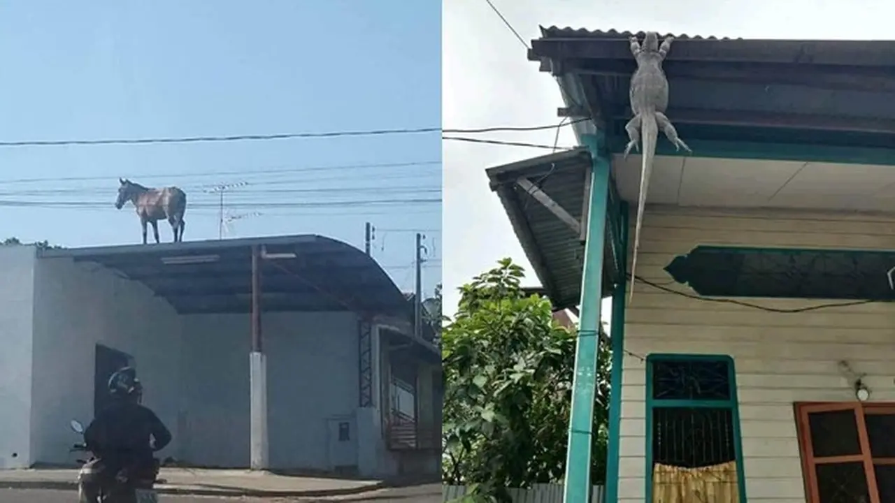 6 Potret Hewan Naik ke Atap Rumah Ini Bikin Gagal Paham, Nyeleneh