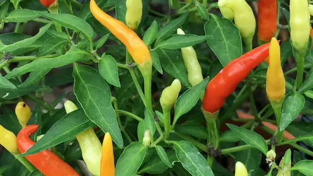 Cara Menanam Cabe Rawit Di Polybag