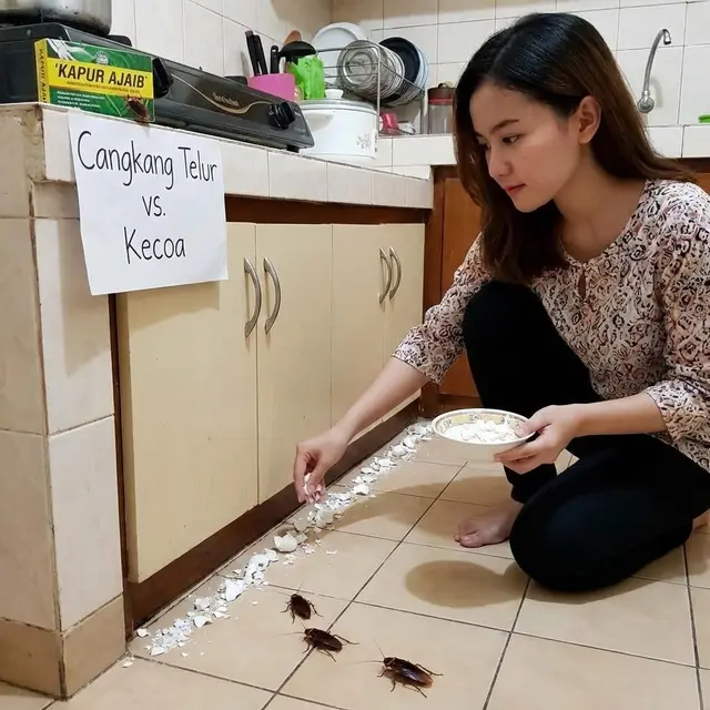 Cara Mengusir Kecoa dengan Cangkang Telur