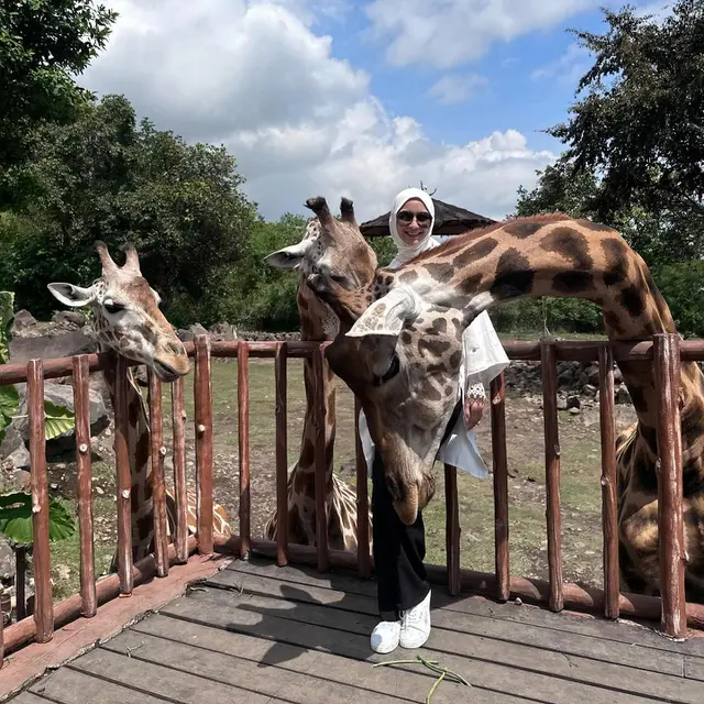 7 Potret Citra Kirana dan Keluarga di Taman Safari, Sarapan Bareng Jerapah
