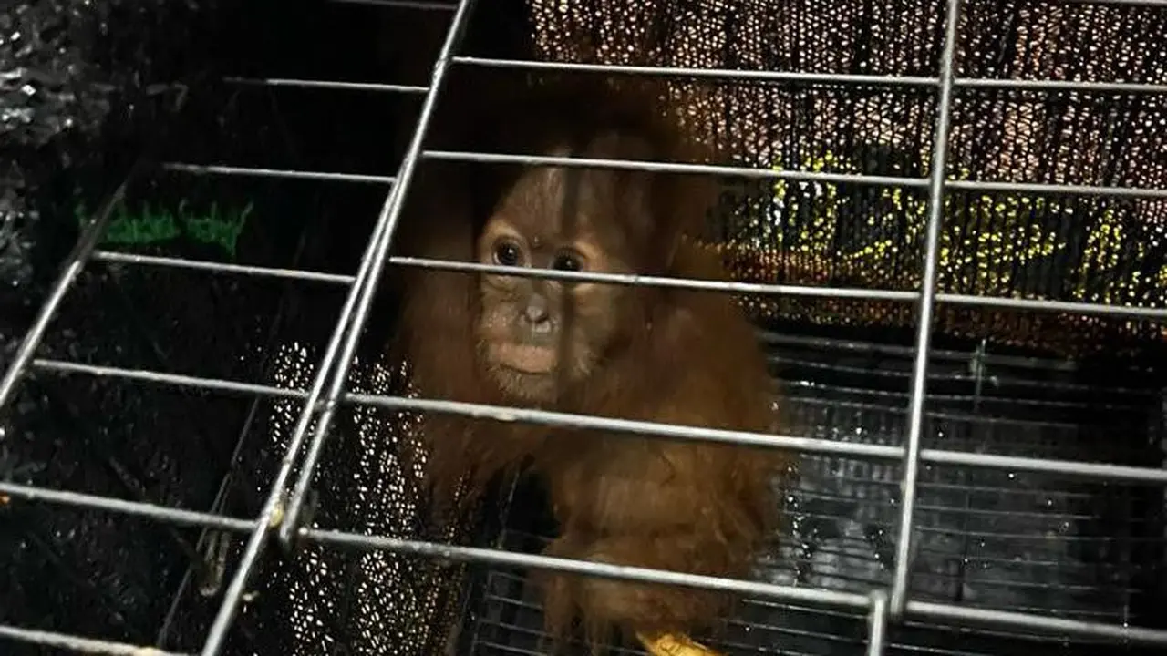 Orangutan