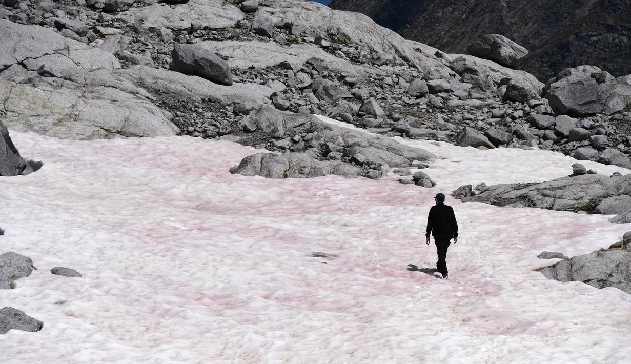 Gambar pada 4 Juli 2020 di gletser Presena dekat Pellizzano, Italia menunjukkan seorang pria berjalan di atas salju berwarna pink atau merah muda. Perubahan warna ini diketahui karena adanya tumbuhan alga di kawasan itu yang membuat warna salju menjadi lebih gelap. (Photo by Miguel MEDINA / AFP)