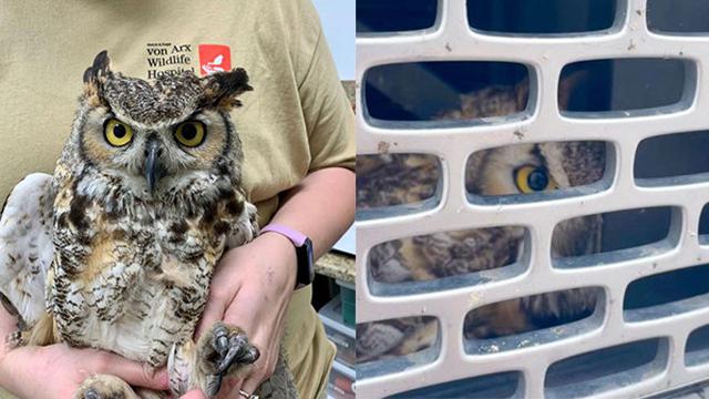 Penyelamatan Burung Hantu