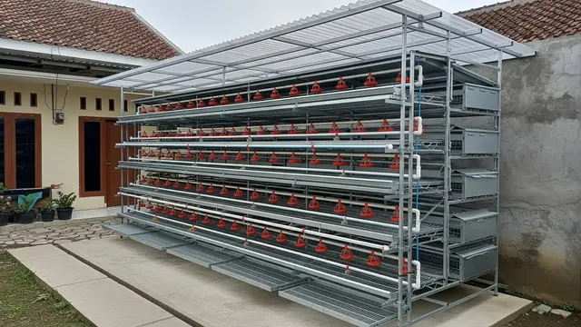 Desain Kandang Ayam Pedaging di Belakang Rumah Model Sistem Rak Bertingkat