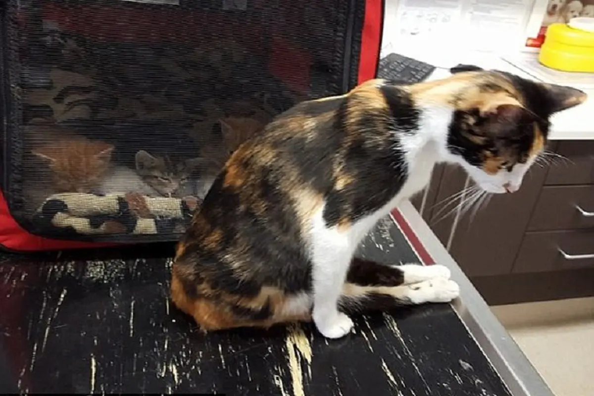 Kucing Ini Ajarkan Kita Jangan Menyerah Dalam Hidup 