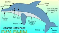 Bottlenose Dolphin (enchantedlearning)