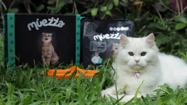 Punya Sejarah Panjang, 5 Ras Kucing dari Asia ini Sempat Dipuja Bak Raja