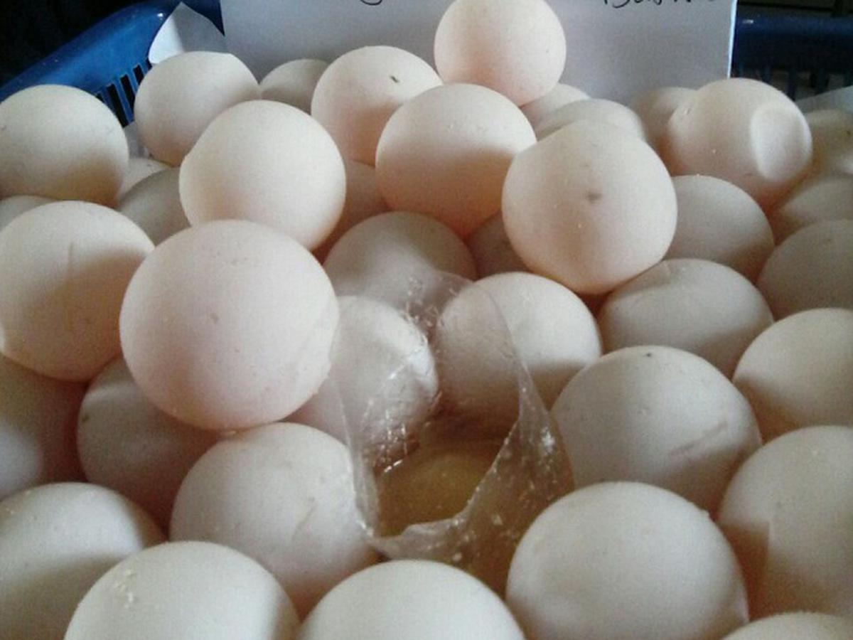 Telur penyu