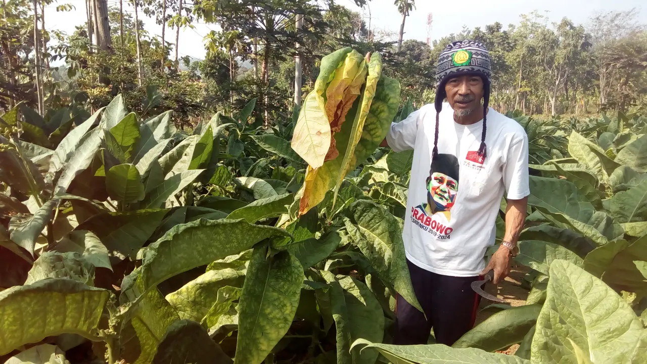 Ahum menunjukan beberapa helai daun tembakau Gunung Putri