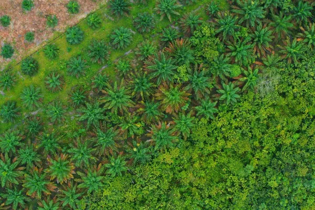 Perkebunan kelapa sawit di Kubu Raya, Kalbar. (Foto: Liputan6.com/Aceng Mukaram)