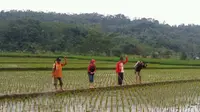 Kementan Dorong Diseminasi Teknologi Peramalan OPT di Kaltara