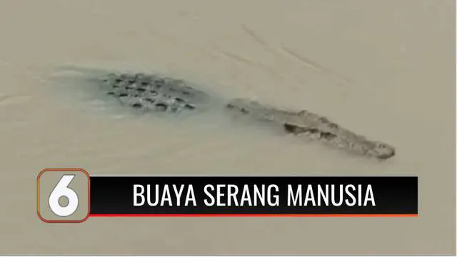 Seorang warga diserang dan digigit seekor buaya di Sungai Way Semaka, Tanggamus, Lampung. Di lokasi yang sama, dalam sebulan terakhir sudah tiga kali kejadian buaya menyerang manusia.