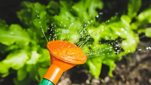 Simak Langkah Menyiram Tanaman yang Tepat