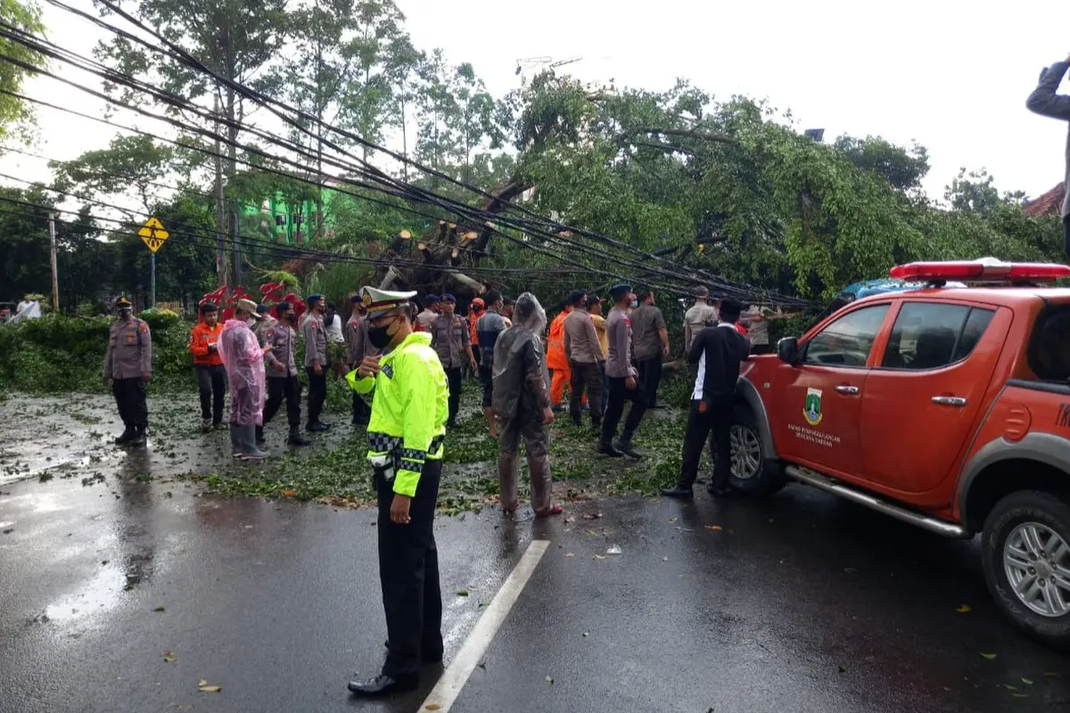 Pohon Tua Dan Berukuran Besar Tumbang Di Pusat Kota Serang, Banten. (Kamis, 16/04/2021).