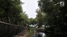 Kondisi hutan mangrove atau bakau di sekitar pesisir Kamal Muara, Penjaringan, Jakarta, Rabu (21/3). Dilansir dari laman data.jakarta.go.id, saat ini total luas hutan bakau di pesisir Jakarta sekitar 430 hektare. (Merdeka.com/ Iqbal S. Nugroho)