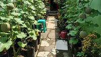 6 Tips Melon Cepat Besar Meski Ditanam di Polybag, Panen Melimpah
