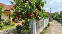 7 Pohon Buah untuk Halaman Depan Rumah Desa yang Tidak Merusak Pondasi