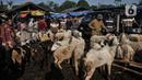 Pedagang menggiring domba yang akan dijual di Pasar Hewan Jonggol, Kabupaten Bogor, Jawa Barat, Kamis (7/7/2022). Menurut pengelola penjualan hewan kurban di Pasar Hewan Jonggol mengalami penurunan dibandingkan tahun sebelumnya akibat dampak dari wabah virus penyakit mulut dan kuku (PMK). (merdeka.com/Iqbal S Nugroho)