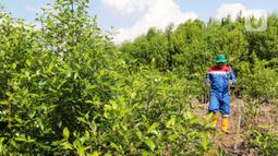Ada 5.200 pohon mangrove (Rhizophora mucronata) yang ditanam dan dipelihara di lahan seluas 1,8 hektar. (Liputan6.com/Herman Zakharia)