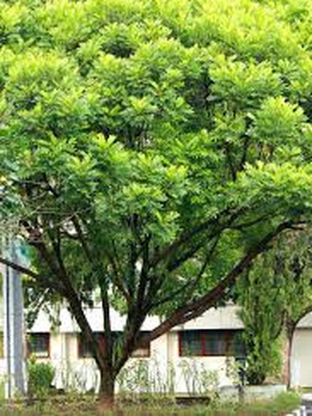 Tanaman Peneduh yang Mudah Dirawat