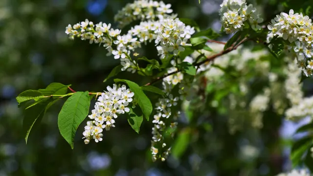 Ilustrasi bunga kemuning