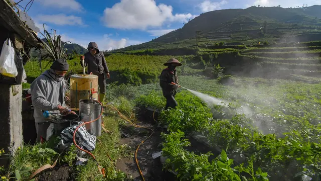 Tak Lagi Dapat Subsidi Pupuk, Petani Kentang Dieng Keluhkan Permentan No.10 Tahun 2022