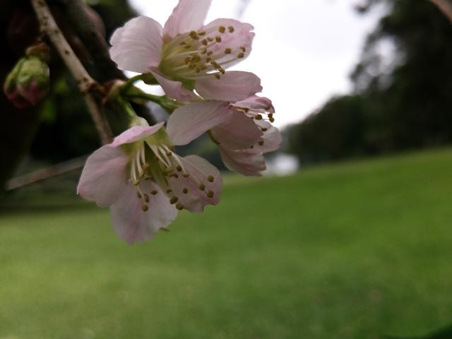 Sakura Mekar Dan Sensasi Pagi Di Kebun Raya Cibodas Regional Liputan6 Com