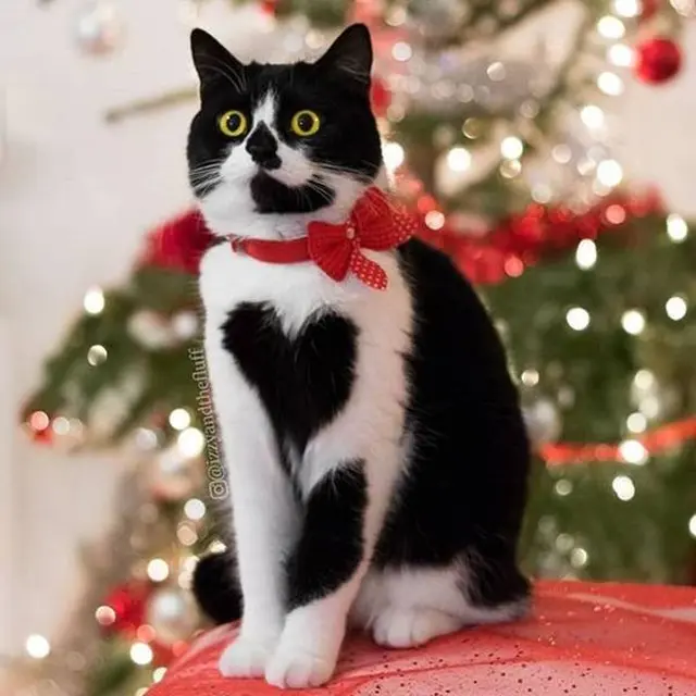 6 Kucing dengan Fisik Unik Tak Biasa, Ada yang Punya 4 Telinga