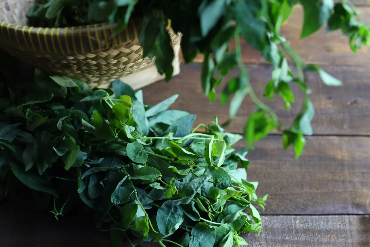 daun katuk