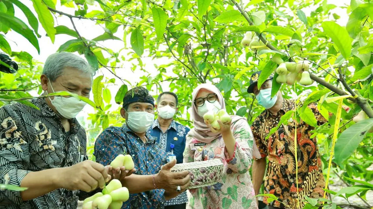 Kampung jambu di Dusun Sumberagung, Desa Karangdoro, Kecamatan Tegalsari. (Dian Kurniawan/Liputan6.com)