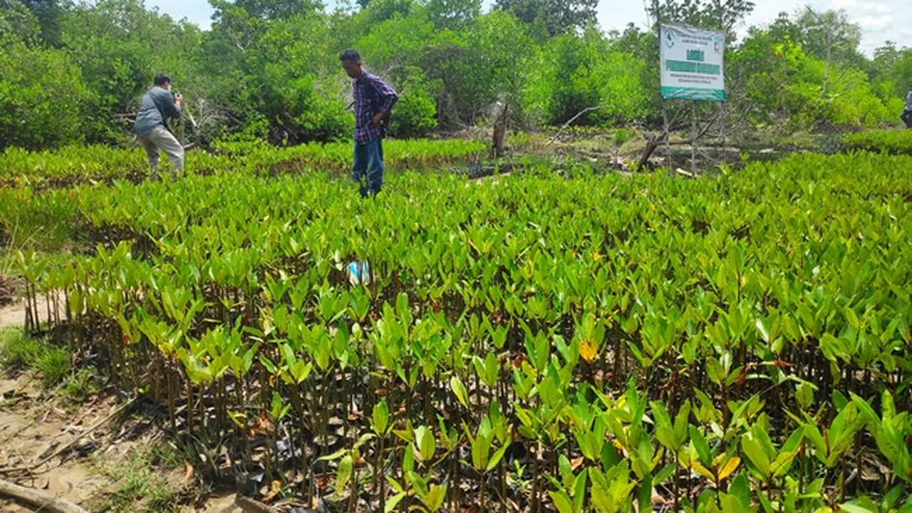 Bibit mangrove yang dipersiapkan menjaga pantai di Provinsi Riau.