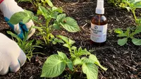 7 Cara Membuat Kebun Umbi Panen 3 Bulan dengan Modal Terbatas, Mudah Dilakukan