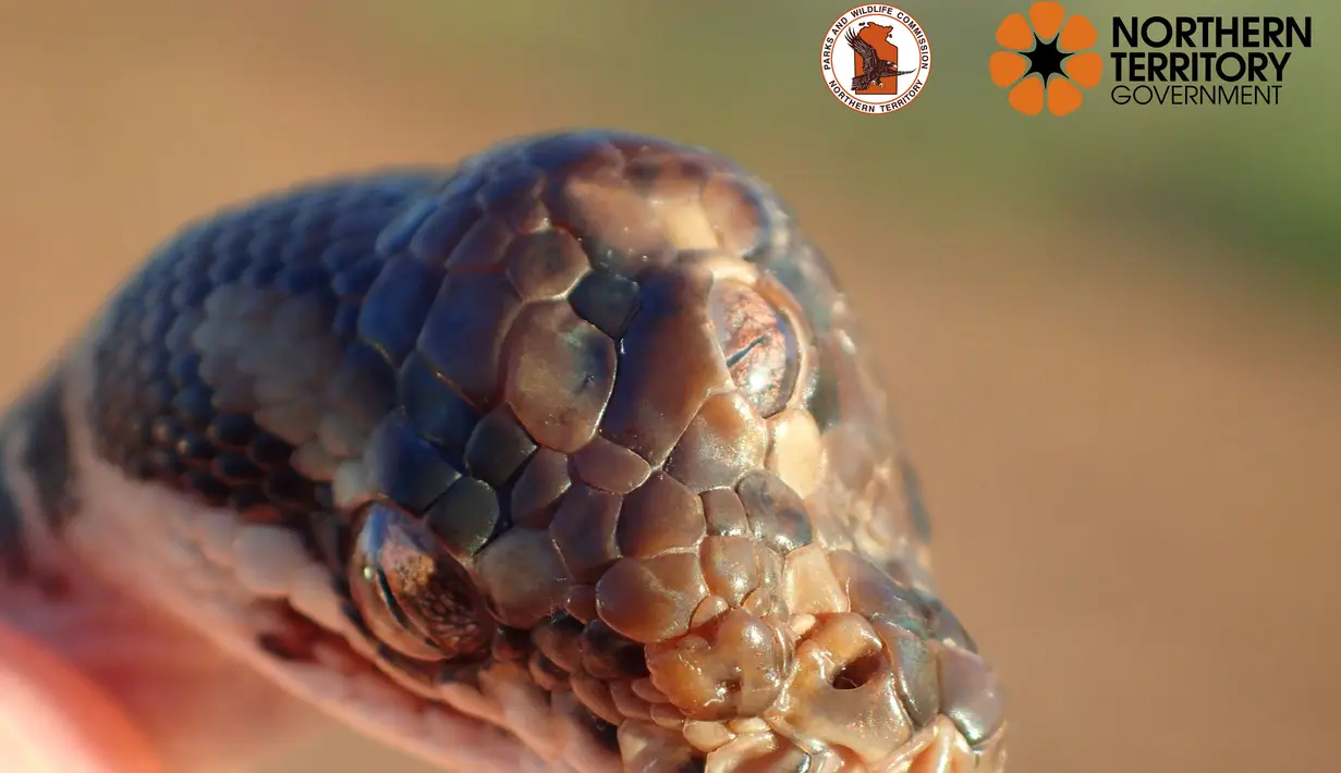 Foto dari media sosial pada 3 Mei 2019 menunjukkan seekor bayi ular piton bermata tiga yang ditemukan di Darwin, Australia. Menurut petugas, penyebab keanehan pada bayi ular piton ini diyakini karena faktor cacat. (Northern Territory Department of Tourism and Culture/via REUTERS)