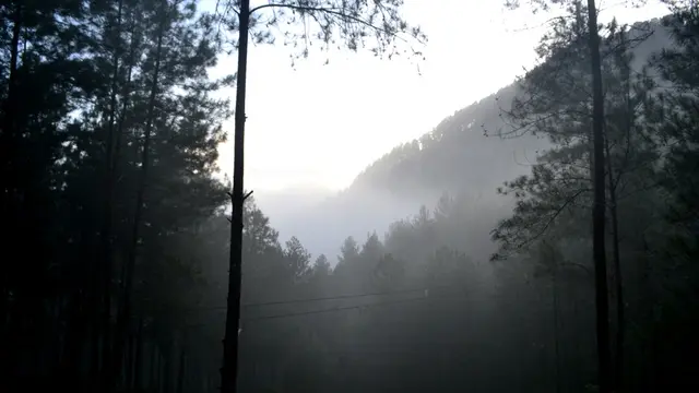 Hutan pinus yang suram. (Foto: Liputan6.com/Muhamad Ridlo)