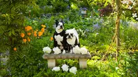 Heboh, Pernikahan Anjing Ini Dihadiri 5 Ribu Tamu Undangan