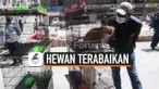 THUMBNAIL KUCING