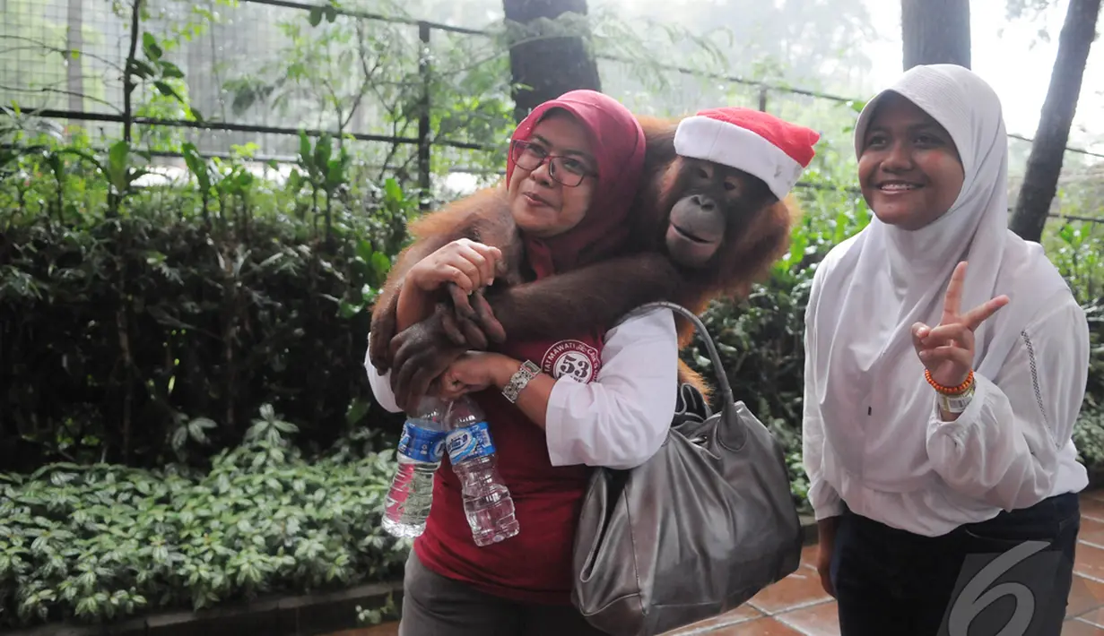 Salah satu pengunjung terlihat  bermesraan dengan salah satu koleksi hewan yang ada  Taman Safari Indonesia, Bogor,  (25/12/14). (Liputan6.com/Herman Zakharia)