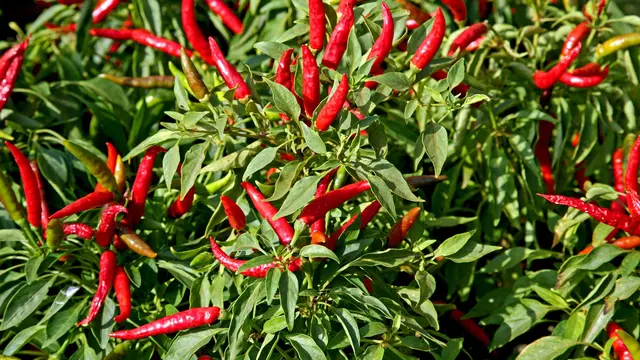 12 Cara Mengatasi Cabai yang Banyak Daun Tetapi Tidak Berbuah, Perhatikan Nutrisi