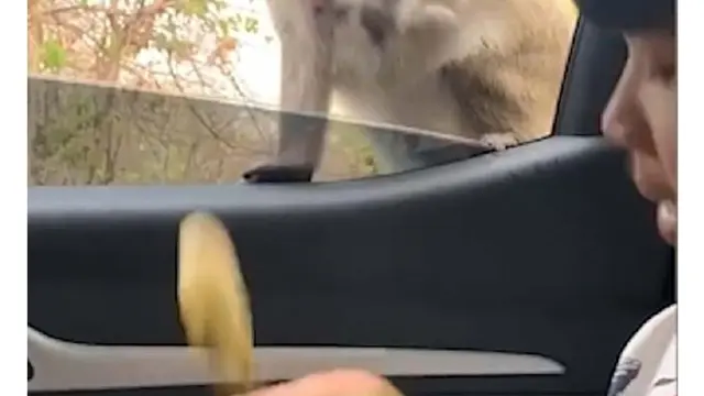 monyet
