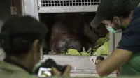 Mengantar Santa, Orangutan Kalimantan Pulang ke Rimba