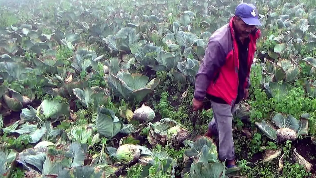 Petani kubis di Kecamatan Sukapura, Kabupaten Probolinggo.