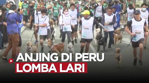 VIDEO: Unik, Anjing-Anjing di Peru Ikuti Lomba Lari